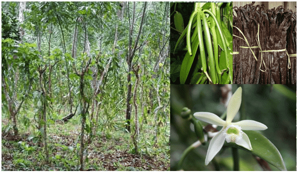 plante de vanille